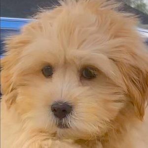 Meet your Posher, Tamiko